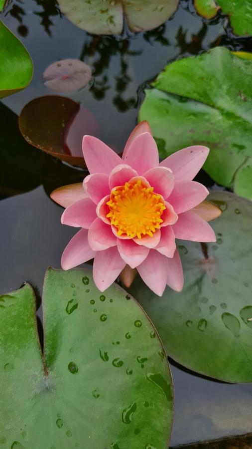 أنغيرا Dragonfly Appartamento Bianca المظهر الخارجي الصورة